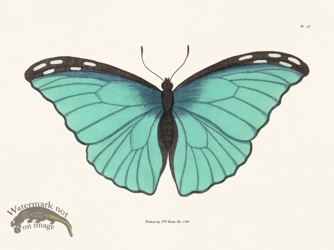 (image for) Nodder BF 52