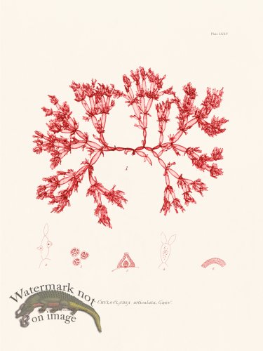 (image for) Bradbury Seaweed 075