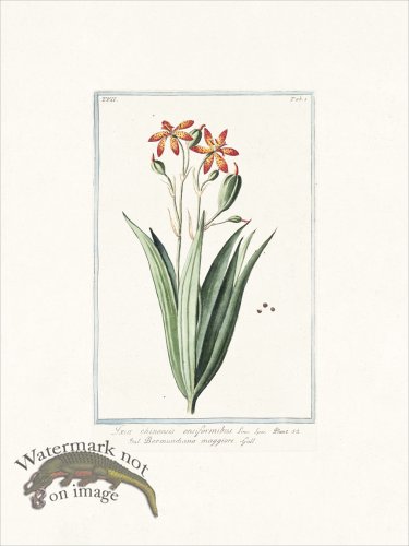 (image for) Bonelli 601 Leopard lily