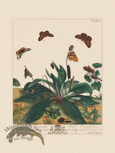 Moses Harris Insects 16