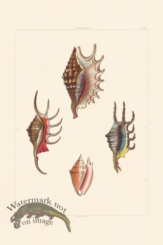 (image for) Perry Shell 13