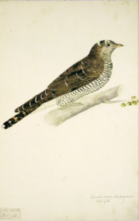 161 Swedish Birds . Cuculus Canorus, Common Cuckoo