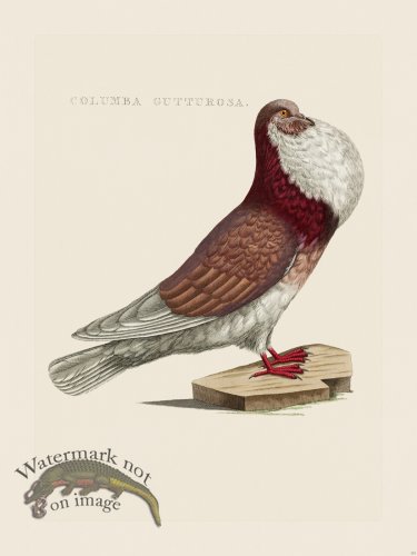 (image for) Nozeman Bird 133