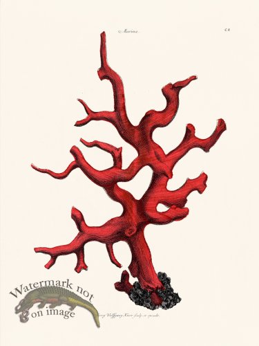 (image for) Knorr Coral 08