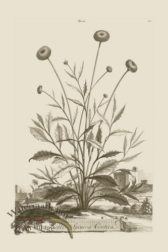 (image for) Abraham Munting 114