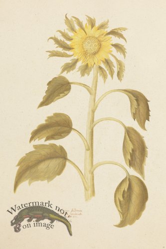 (image for) Blomboken 052