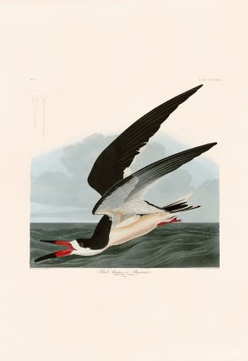 323 Black Skimmer