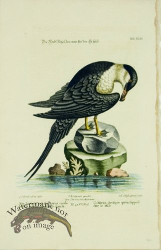 (image for) Seligmann WB 10