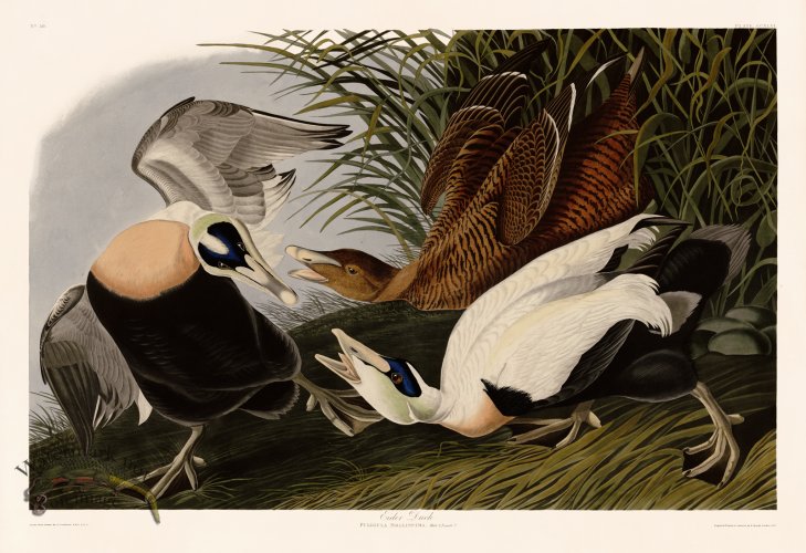 (image for) 246 Eider Duck