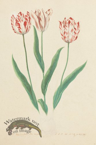 (image for) Blomboken 026