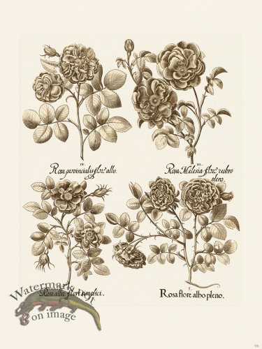 (image for) Besler 096 B1