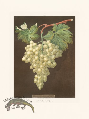 (image for) Brookshaw Fruit 16