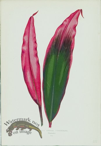 (image for) Lowes Leaves 15