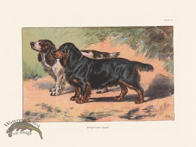 (image for) Les Chiens 030