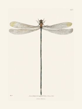 407 Linear Libellula