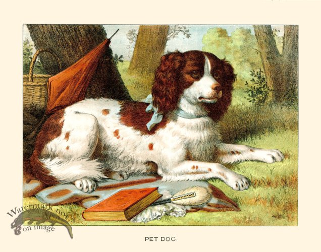 (image for) CP 05 Pet Dog