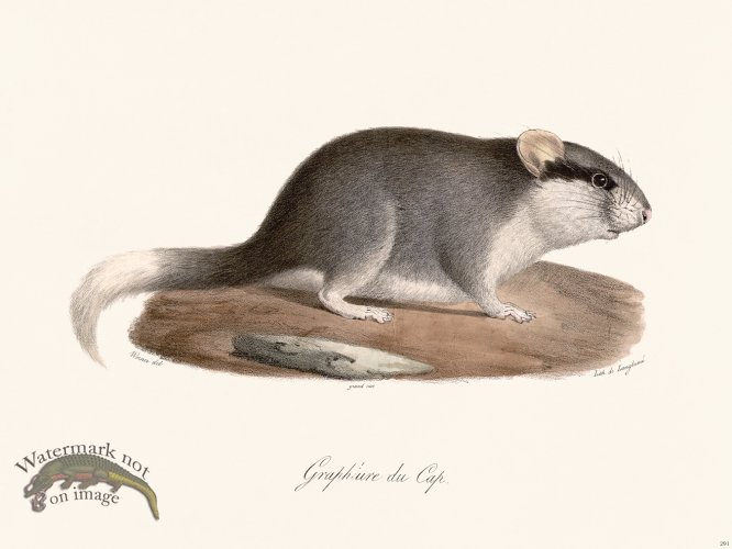 (image for) Cuvier 291 Cape Graphiure