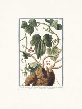 Bonelli 058 Vigne blanche