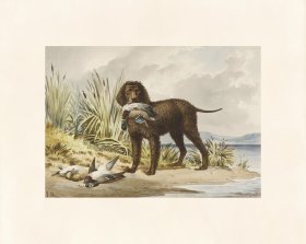 Pope Dog 03 Imported Irish Water Spaniel