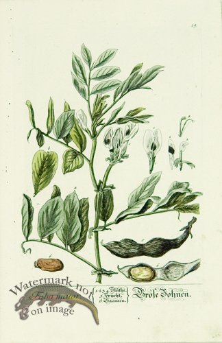 (image for) Blackwell German 204