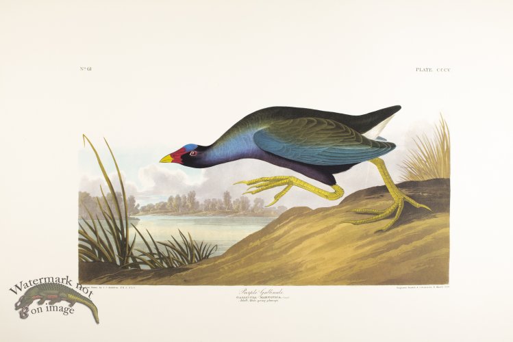 (image for) Purple Gallinule