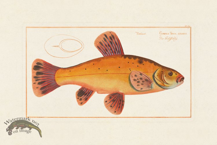 (image for) Bloch Fish 015