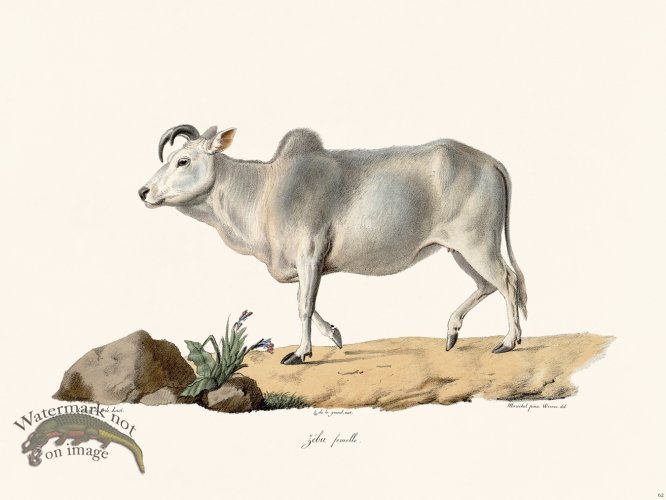 (image for) Cuvier 062 Female Zebu
