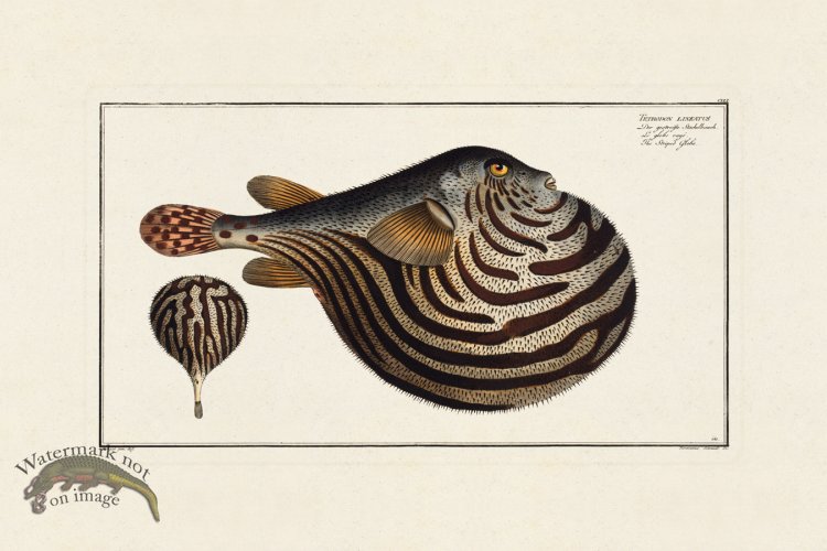 (image for) BLOCH FISH 141