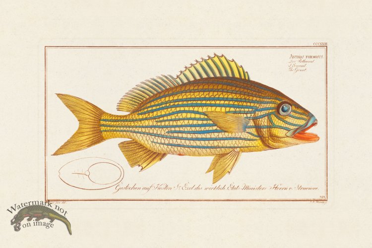 (image for) BLOCH FISH 323