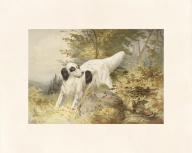 Pope Dog 19 Llewellin Setter Dog