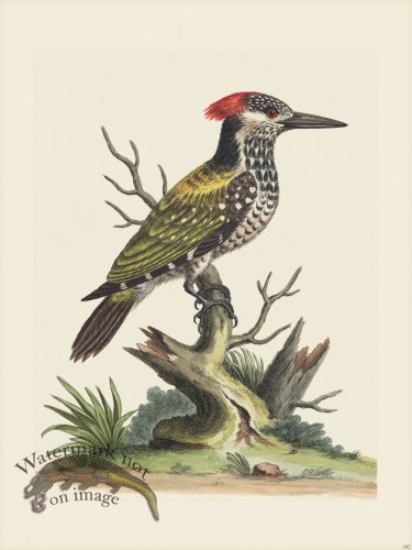 (image for) Edwards 182 Indian Wood-Pecker