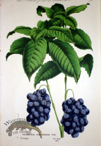 (image for) Botanical