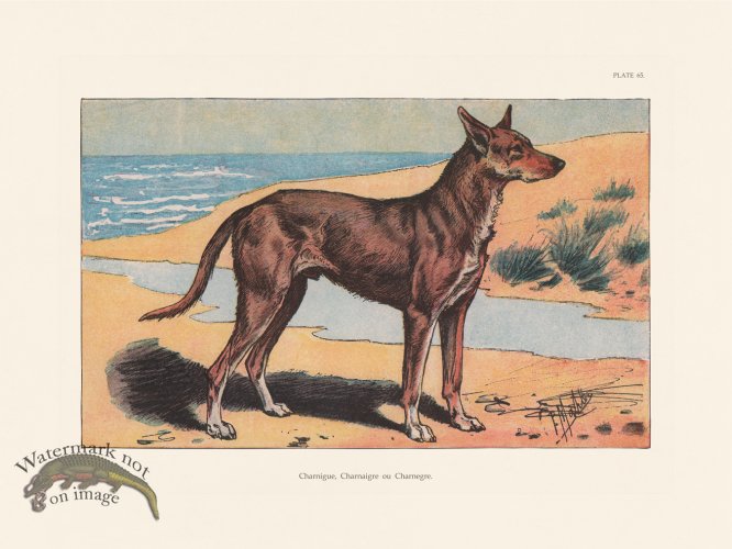 (image for) Les Chiens 065