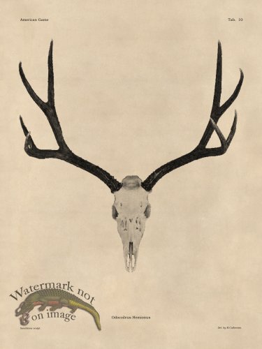 (image for) Tan Bones 10 Mule Deer