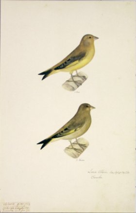 96 Swedish Birds . Loxia Chloris, European Greenfinch, M.F