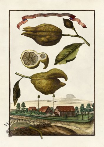 (image for) Volckamer 034