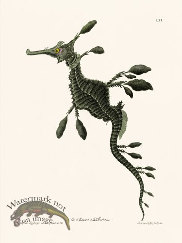 (image for) Knorr Sealife 61