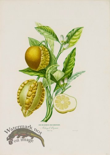 (image for) Poiteau Citrus 10