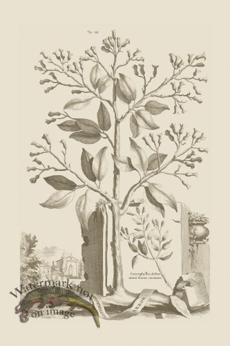 (image for) Abraham Munting 245