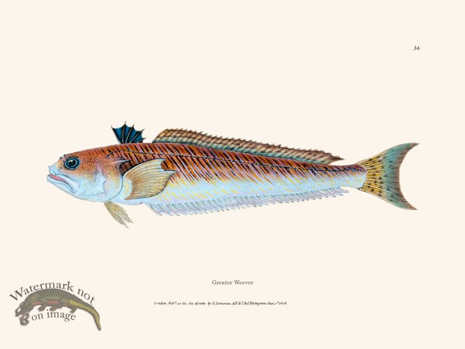 (image for) 034 Greater Weever