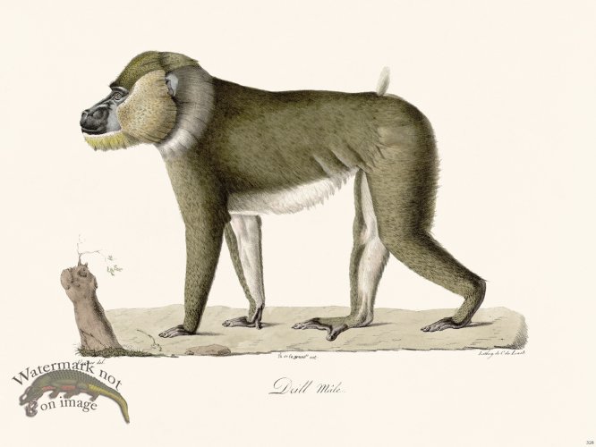 (image for) Cuvier 328 Male Drill