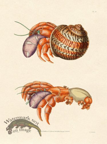 (image for) Shaw Nodder SL 22