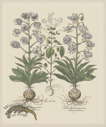 (image for) Besler 188 Colored B2