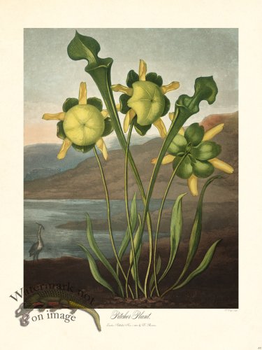 (image for) 33 Pitcher Plant