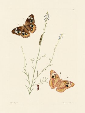 Abbot Butterfly 008