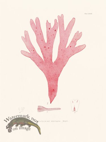 (image for) Bradbury Seaweed 073