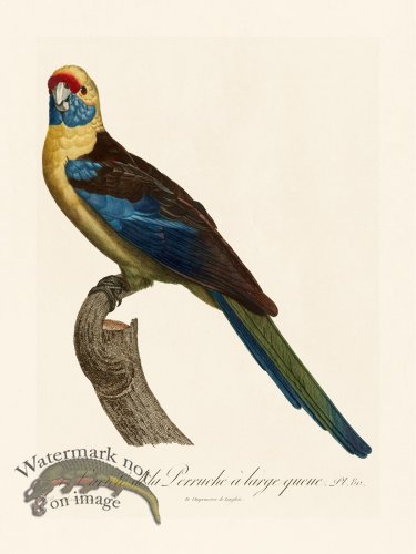 (image for) Barraband Parrot 080