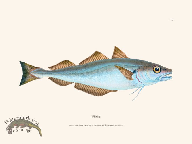 (image for) 109 Whiting
