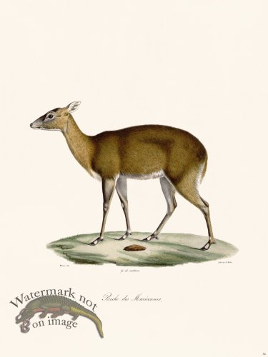 (image for) Cuvier 056 Doe Mariannes