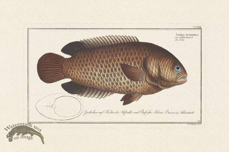 (image for) BLOCH FISH 322